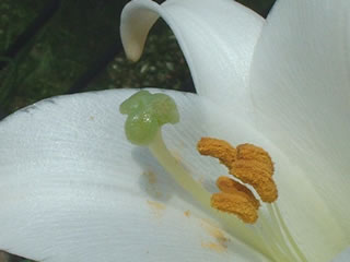 タカサゴユリ（高砂百合）