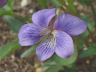 ビオラ パルマータ （クワガタスミレ、キクバスミレ）