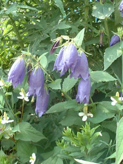 カンパニュラ サラストロ（青花ホタルブクロ）