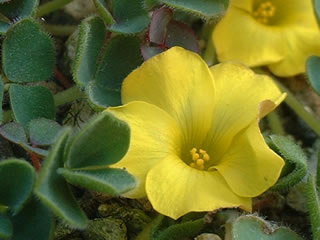 オキザリス ルテオラ ‘レモニー’