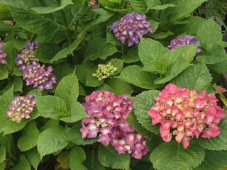 ハイドランジア（紫）