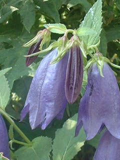 カンパニュラ サラストロ（青花ホタルブクロ）