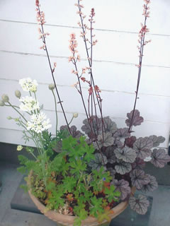 オルレイヤとヒューケラの寄せ植え