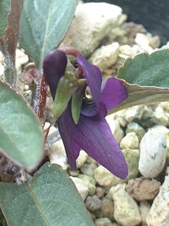 明神スミレの距