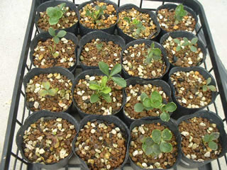 クリスマスローズ オリエンタリス 夏越中