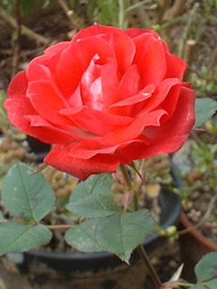 バラ（品種不明）