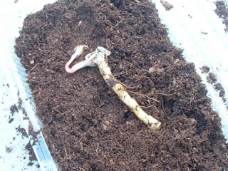 レビュー　みちのくふるさと便