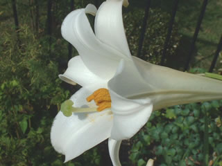 タカサゴユリ（高砂百合）