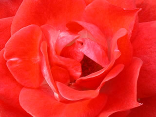 赤いバラ（薔薇）