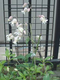 シレネ　ブルガリス