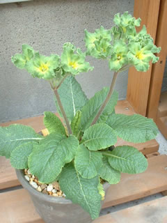 プリムラ　フランシスカ