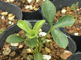 クリスマスローズ オリエンタリス 夏越中