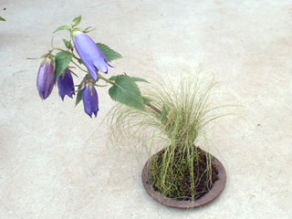 カンパニュラ サラストロとスティパの苔玉