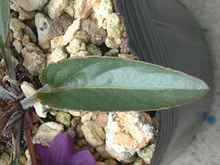 明神スミレの葉