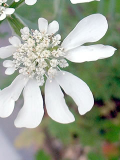 オルレイヤの花のアップ