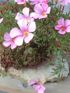 オキザリス オマーの根洗風仕立て