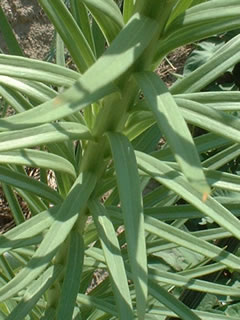 タカサゴユリ（高砂百合）