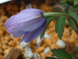 アネモネ ネモローサ ロイヤルブルー