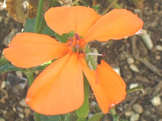クロウリハムシの食害