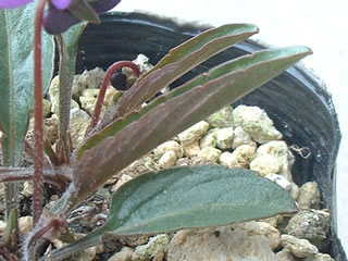 明神スミレの葉裏