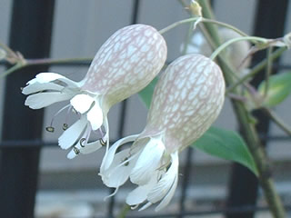 シレネ ブルガリス