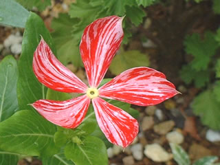 ちゅらビンカ　‘アスカ’