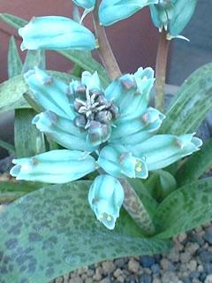 ラケナリア ビリディフローラ