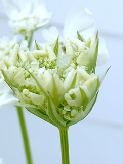 オルレイヤの蕾