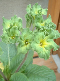 プリムラ　フランシスカ