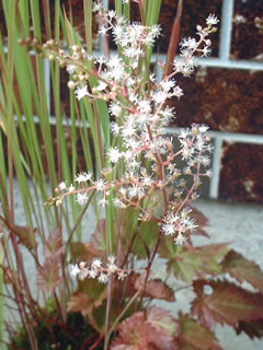 ヒトツバショウマ（一葉升麻）