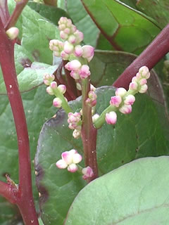 ツルムラサキ（蔓紫）