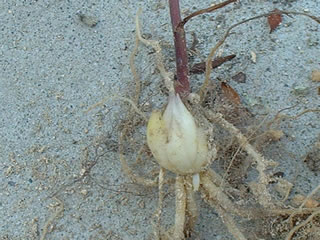 タカサゴユリ（高砂百合）