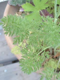 オルレイヤの葉