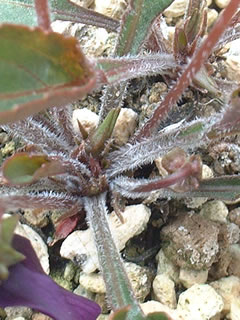 明神スミレの葉柄