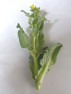 収穫した白菜の菜の花