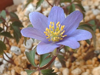 アネモネ ネモローサ ‘ロイヤルブルー’　（ヤブイチゲ）