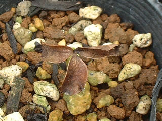 クリスマスローズ オリエンタリス 夏越中