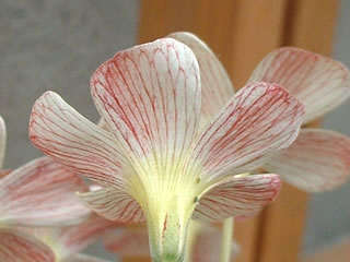 オキザリス スプリングチャーム　花の裏側