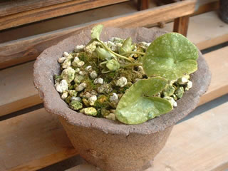 ヒメカンアオイ（姫寒葵）