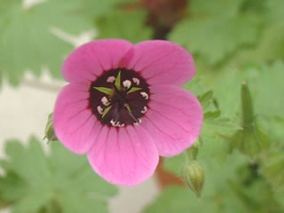 ゲラニウム ビウンキナツム