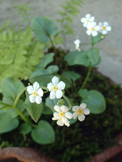 タチカメバソウ（立亀葉草）