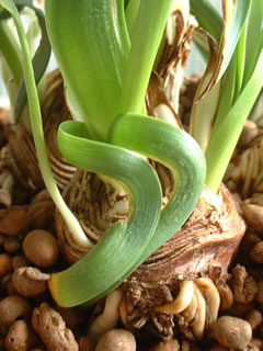 日本水仙の曲がった葉