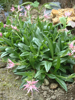 リクニス フロスククリ ナナ（ヒメカッコウセンノウ）