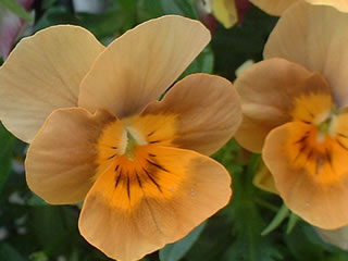 ビオラ エンジェルテラコッタ