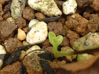 クリスマスローズ オリエンタリス 夏越中