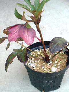 実生オリエンタリス開花！