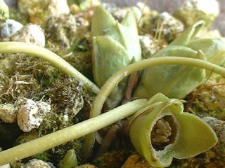 ヒメカンアオイの花