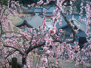 大縣神社　梅まつり