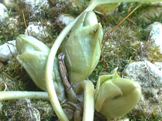 ヒメカンアオイのつぼみ