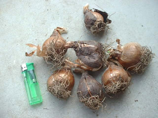 日本水仙の球根